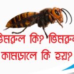 ভিমরুল কামড়ালে কি হয়