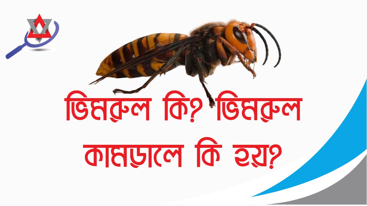 ভিমরুল কামড়ালে কি হয়