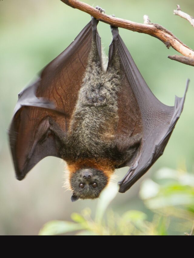 Chinese Team Discovers New Bat Coronavirus with Human Transmission Risk