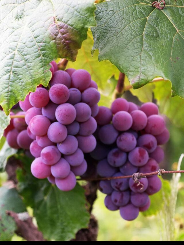 Top 10 Most Popular Fruits in the World