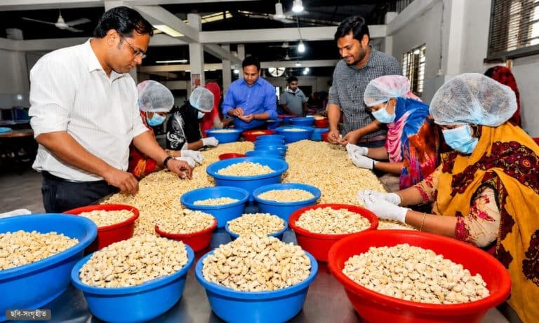 কাঁচা কাজুবাদামে শুল্ক বাড়ানোর প্রস্তাব, কারখানা বন্ধের শঙ্কায় উদ্যোক্তারা