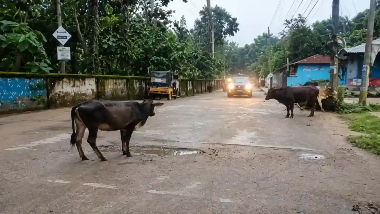 খাগড়াছড়ি শহরের সড়কে অবাধে ঘুরে বেড়াচ্ছে গবাদিপশু, বাড়ছে দুর্ঘটনার শঙ্কা