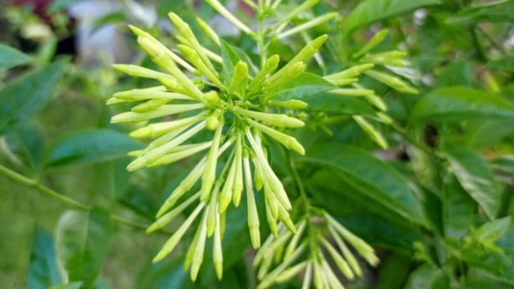 ফোটার অপেক্ষায় থাকা রাতের রানীর কুঁড়িগুলো নজর কাড়ে।