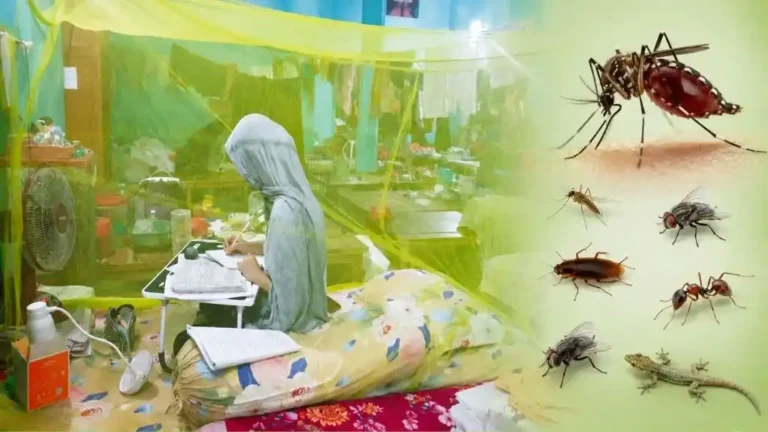 রাবির আবাসিক হলে মশা ও উড়ন্ত পোকার উৎপাত, দ্রুত ব্যবস্থা নেওয়ার আশ্বাস প্রশাসনের