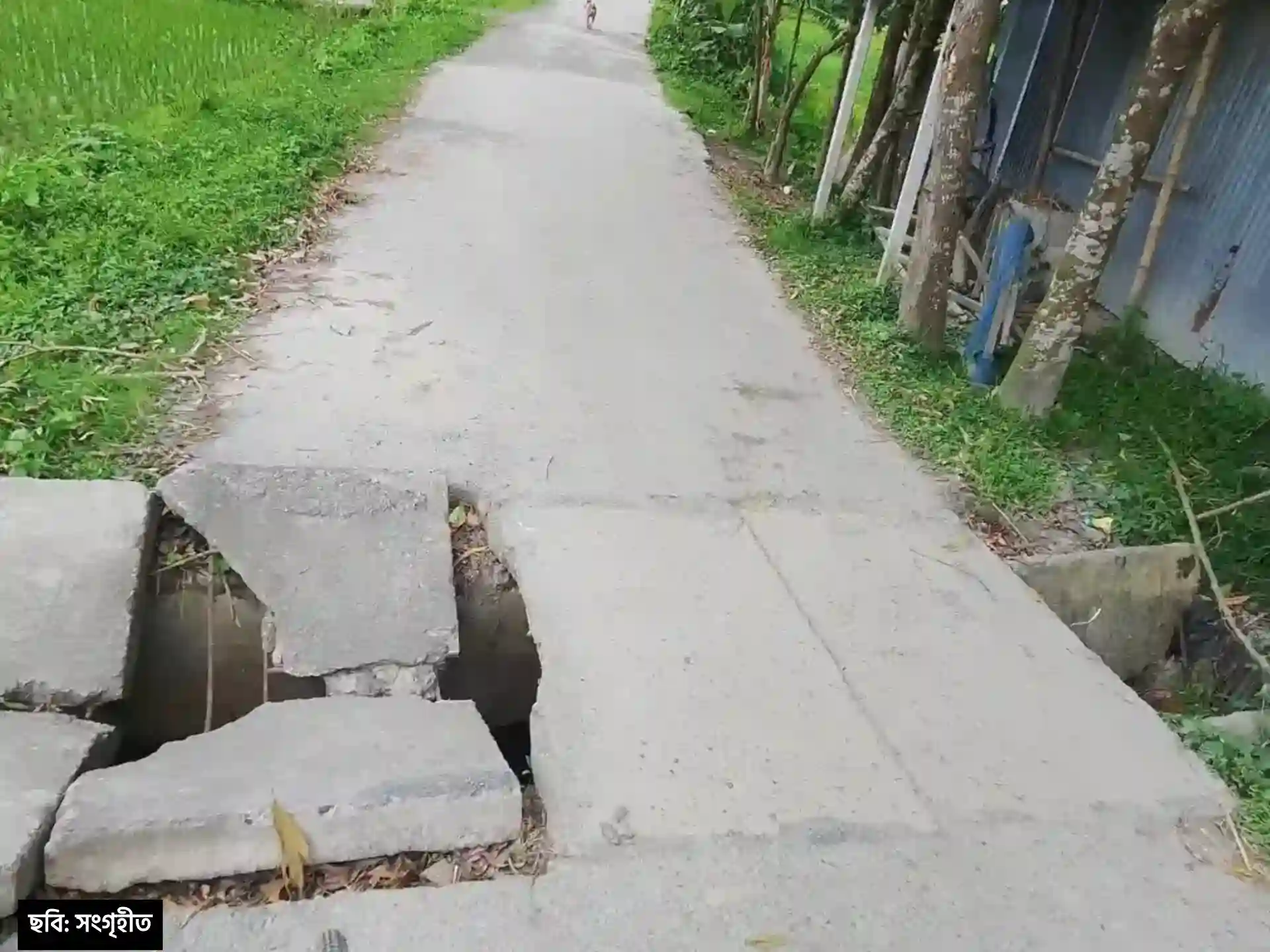 বগুড়ার শেরপুরের সুঘাট ইউনিয়নে ভাঙ্গা কালভার্ট,চলাচলে চরম ভোগান্তিতে এলাকাবাসী