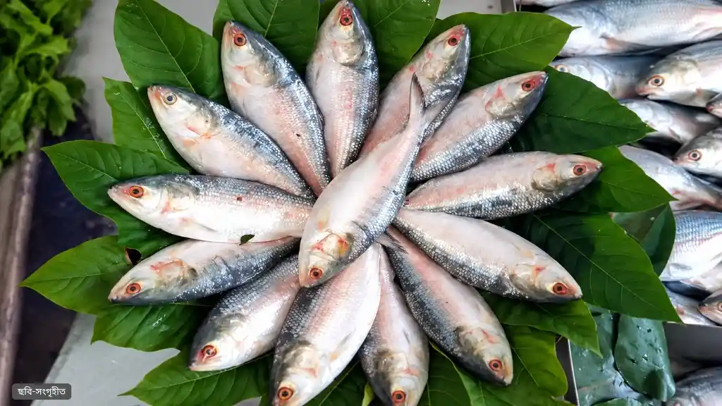 দুর্গাপূজায় বাংলাদেশের ইলিশ চেয়ে বাণিজ্যমন্ত্রীকে ভারতের চিঠি