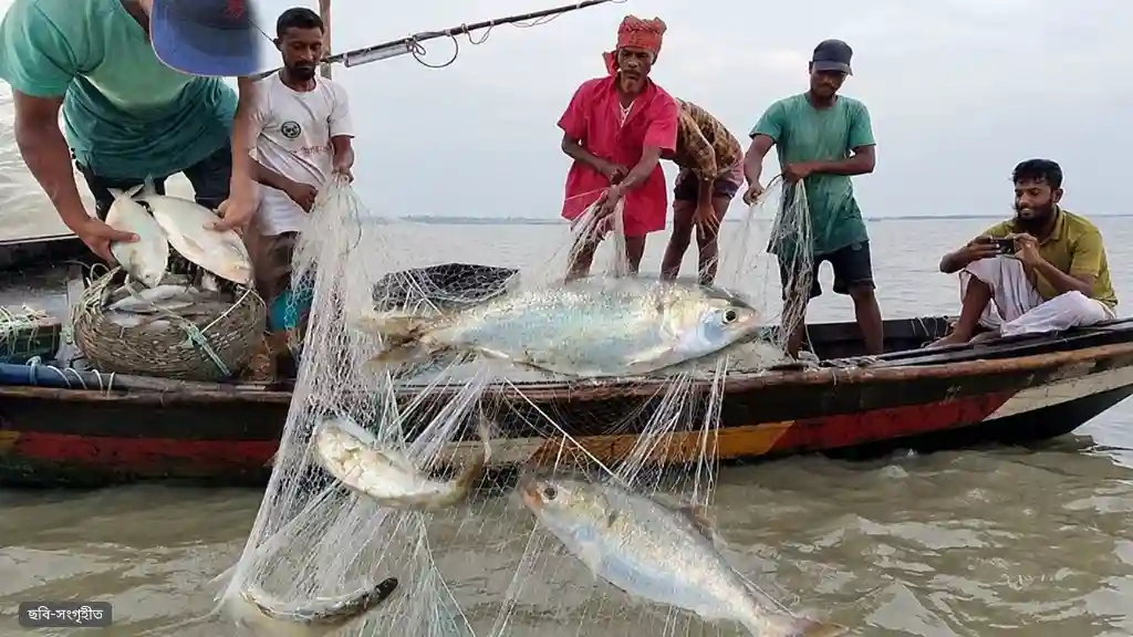 ৮ অক্টোবর থেকে ২২ দিন ইলিশ ধরা বন্ধ, থাকছে যেসব নিষেধাজ্ঞা