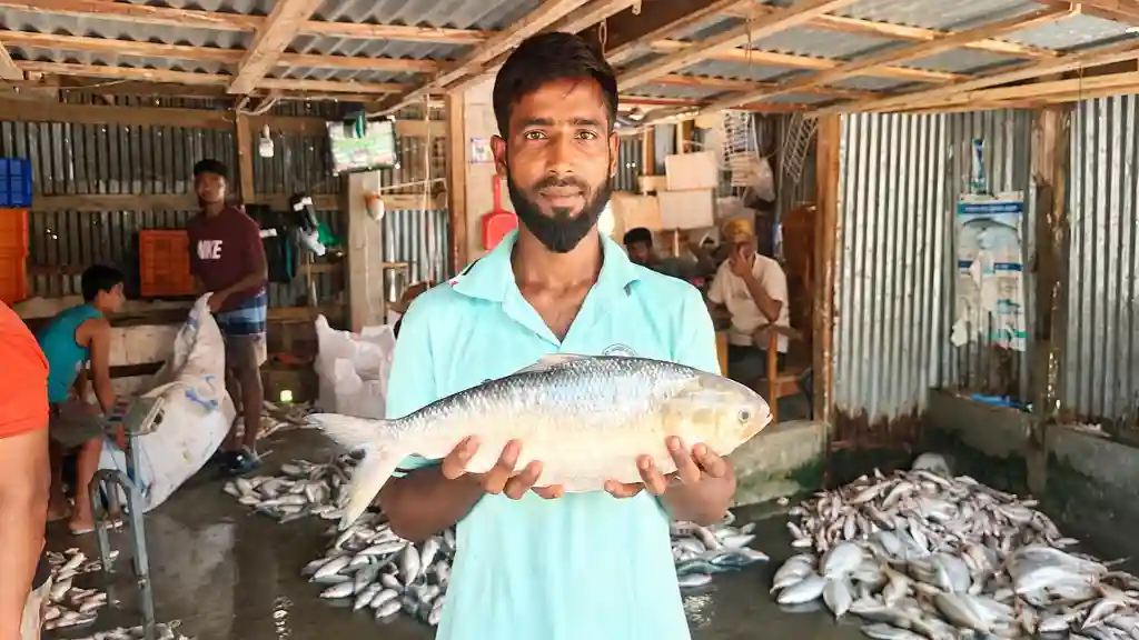 অবরোধের আগে জেলের জালে ২ কেজির ইলিশ, বিক্রি ৭ হাজার ২৫০ টাকায়